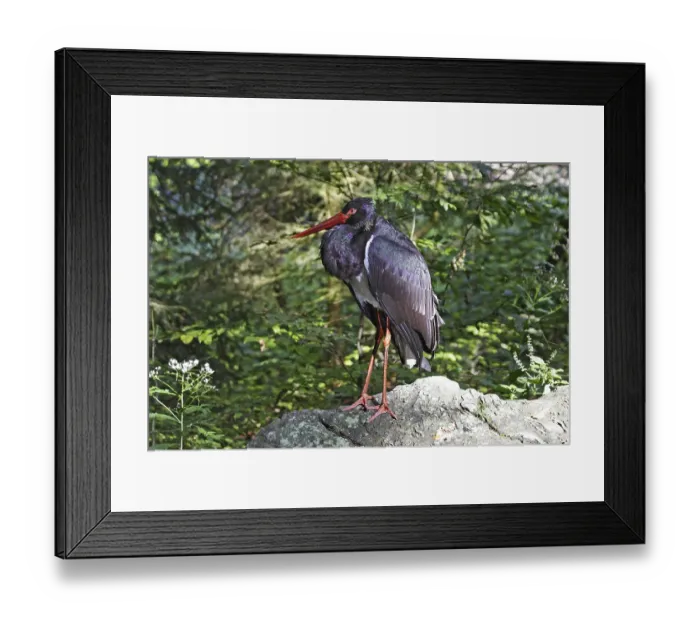Framed Print : Black stork, Ciconia nigra, black stork Framed Print : Black stork, Ciconia nigra, black stork