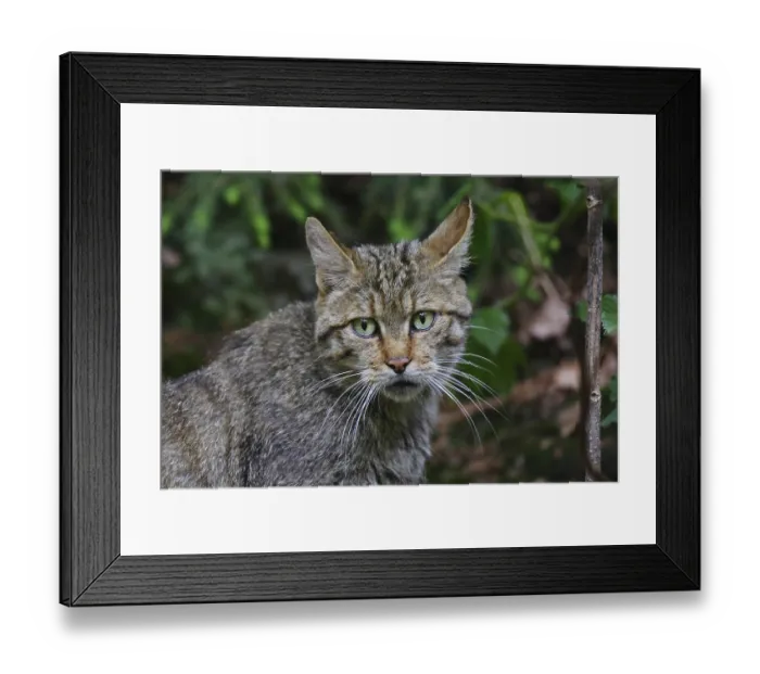 Framed Print : Wildcat, Felis silvestris, wildcat