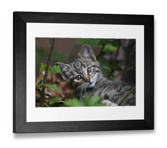 Framed Print : Wildcat, Felis silvestris, wildcat Framed Print : Wildcat, Felis silvestris, wildcat