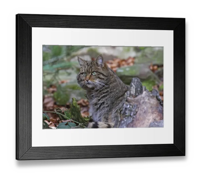 Framed Print : Wildcat, Felis silvestris, wildcat