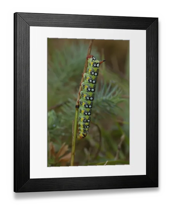 Framed Print : Spurge hawk-moth, caterpillar, Hyles euphorbiae Framed Print : Spurge hawk-moth, caterpillar, Hyles euphorbiae