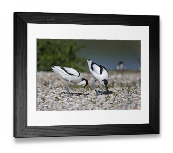Framed Print : Avocet, Recurvirostra avosetta, pied avocet