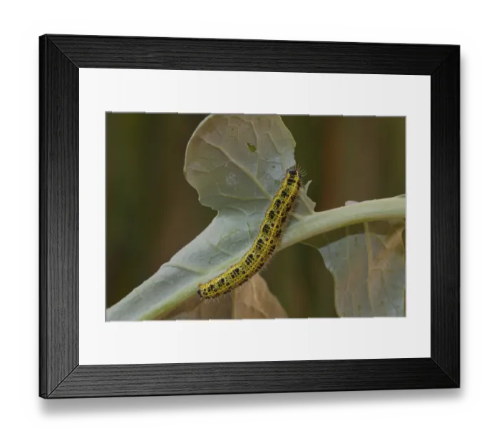 Framed Print : Cabbage butterfly, caterpillar