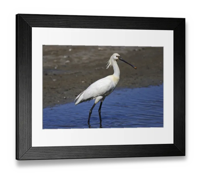 Framed Print : Loeffler, Platalea leucorodia, Eurasian spoonbill Framed Print : Loeffler, Platalea leucorodia, Eurasian spoonbill