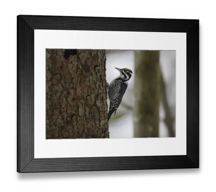Framed Print : Three-toed woodpecker, male, Picoides tridactylus Framed Print : Three-toed woodpecker, male, Picoides tridactylus