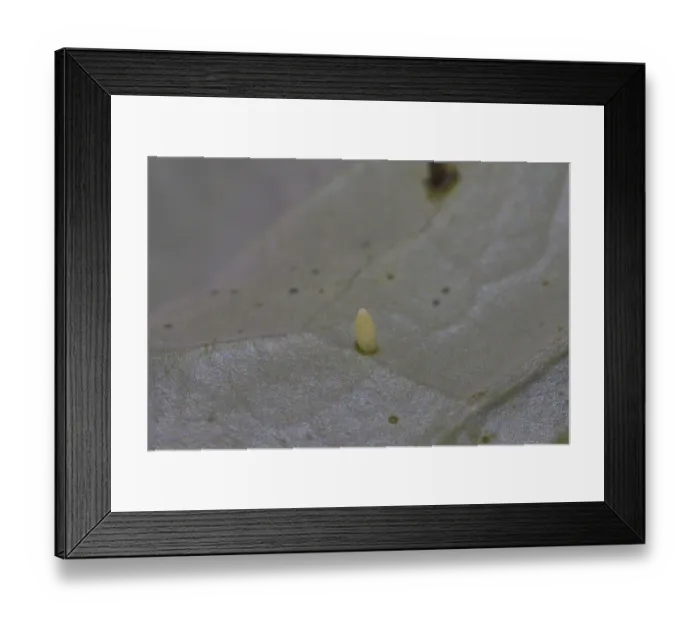 Framed Print : Cabbage butterfly, egg, Pieris brassicae
