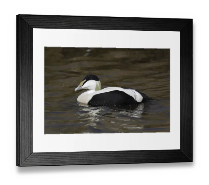 Framed Print : Eiderente, Somateria mollissima, common eider