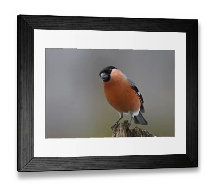 Framed Print : Bullfinch, Pyrrhula pyrrhula, bullfinch