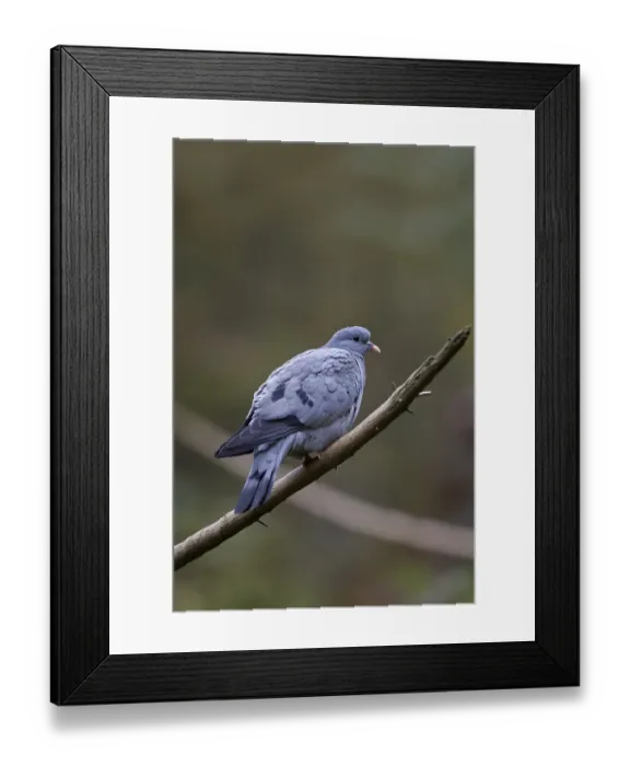 Framed Print : Stock Dove, Columba oenas, Stock Dove