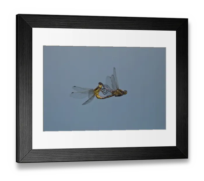 Framed Print : Black-tailed Skimmer, Orthetrum cancellatum