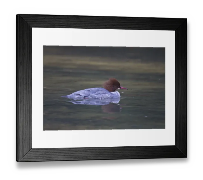 Framed Print : Goosander, female, Mergus merganser