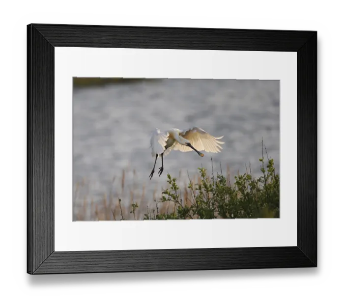 Framed Print : Loeffler, Platalea leucorodia, Eurasian spoonbill