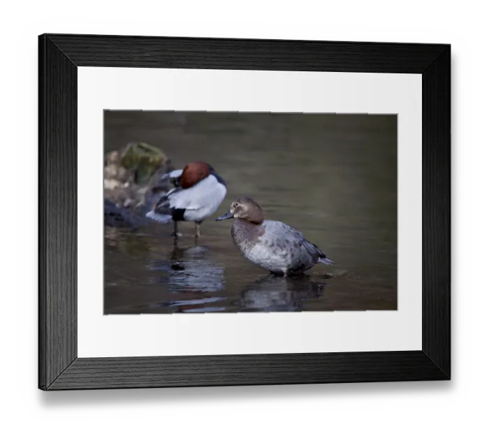 Framed Print : Common pochard, pair, Aythya ferina