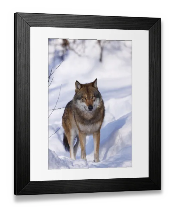 Framed Print : Wolf, Canis lupus, gray wolf Framed Print : Wolf, Canis lupus, gray wolf