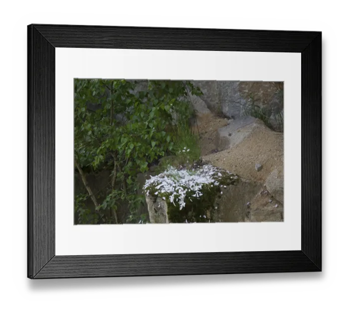 Framed Print : Plucking place of a peregrine falcon