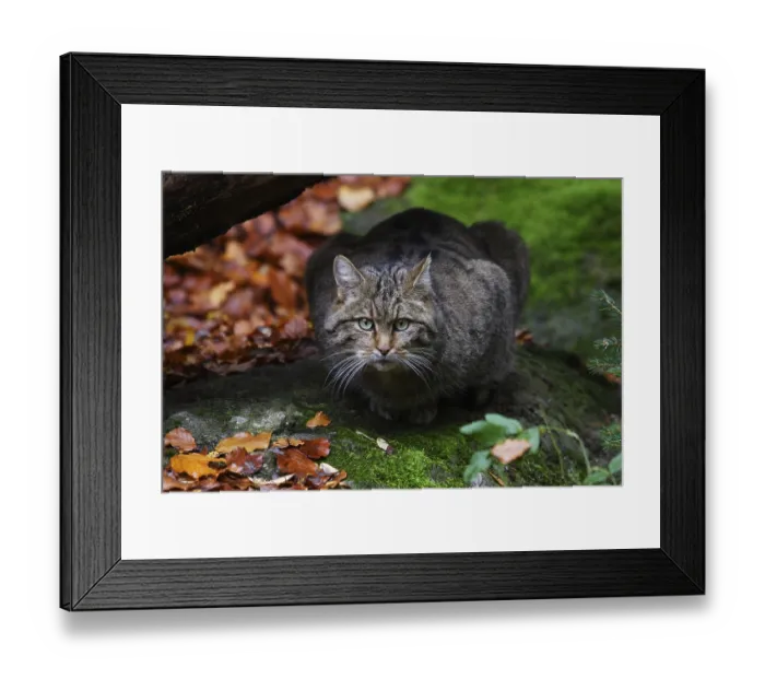 Framed Print : Wildcat, Felis silvestris, wildcat