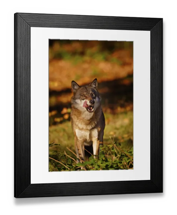 Framed Print : Wolf, Canis lupus, gray wolf
