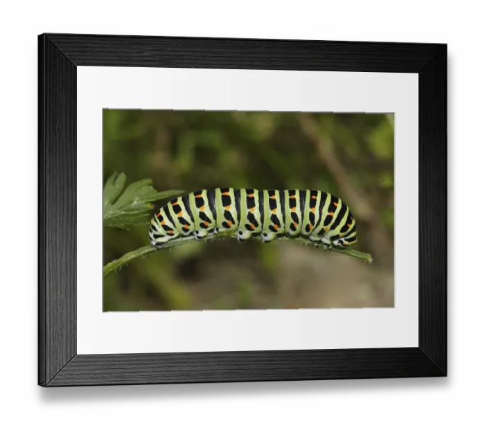 Framed Print : Swallowtail, Caterpillar, Papilio machaon