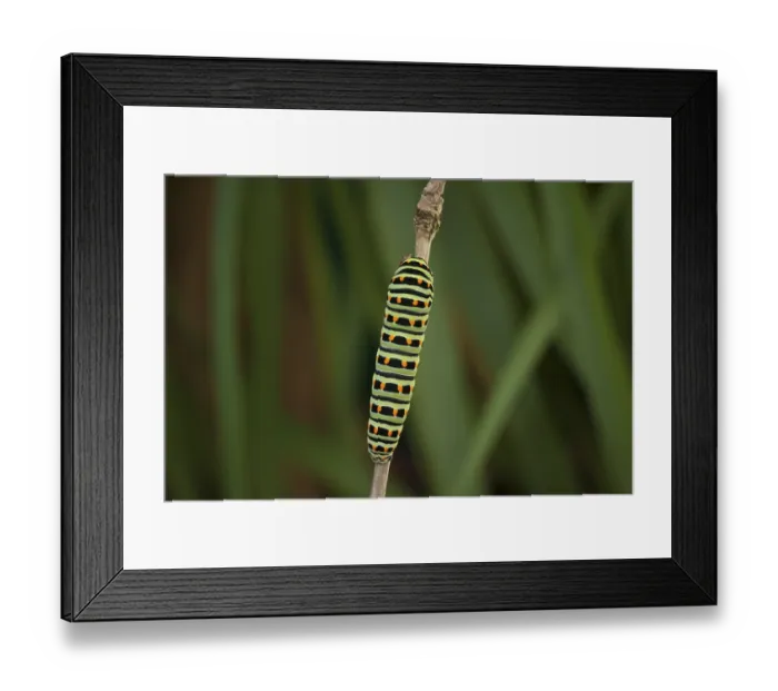 Framed Print : Swallowtail, Caterpillar, Papilio machaon