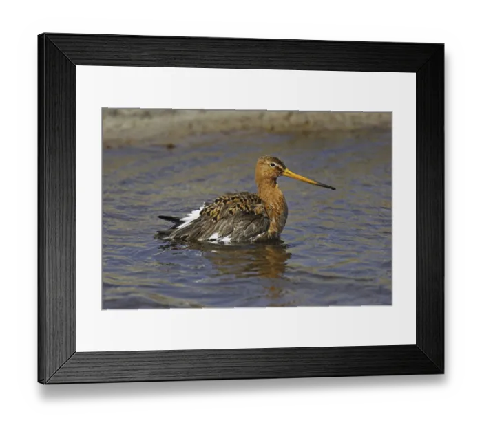Framed Print : Black-tailed godwit, Limosa limosa Framed Print : Black-tailed godwit, Limosa limosa