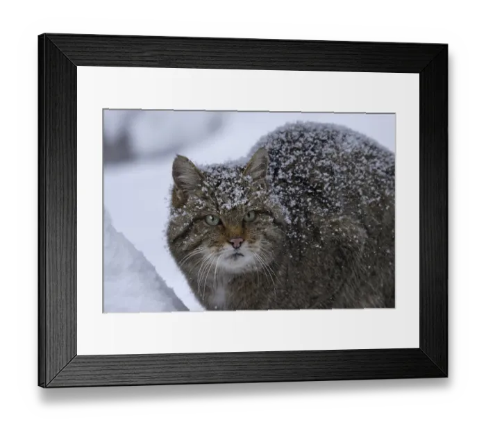 Framed Print : Wildcat, Felis silvestris, wildcat Framed Print : Wildcat, Felis silvestris, wildcat