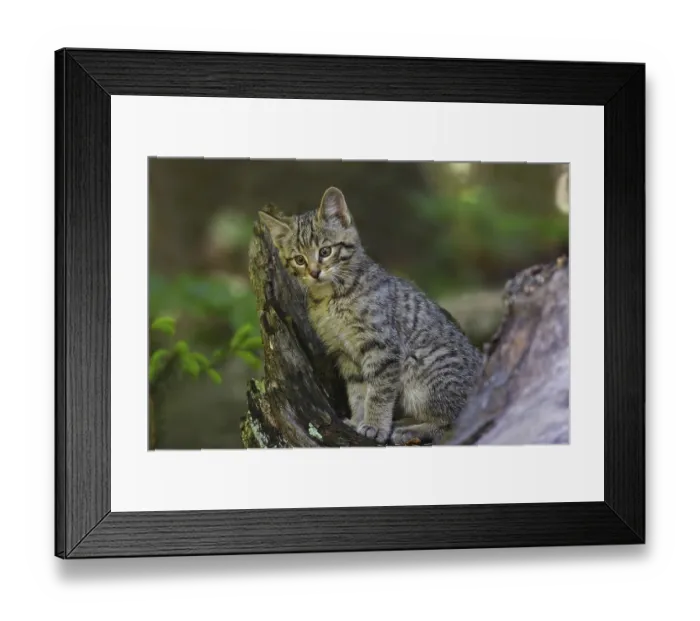 Framed Print : Wildcat, Felis silvestris, wildcat