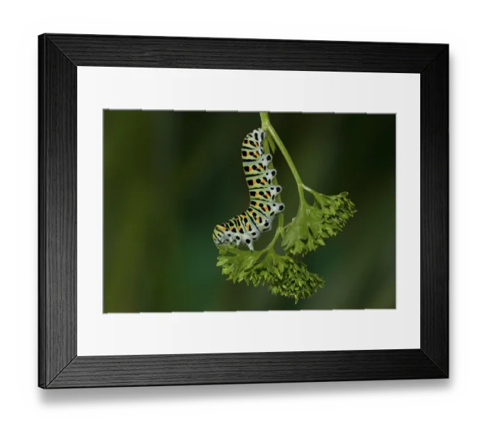 Framed Print : Swallowtail, Caterpillar, Papilio machaon