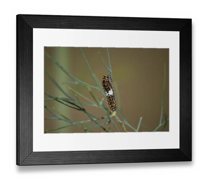 Framed Print : Swallowtail, Caterpillar, Papilio machaon