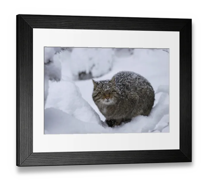 Framed Print : Wildcat, Felis silvestris, wildcat Framed Print : Wildcat, Felis silvestris, wildcat