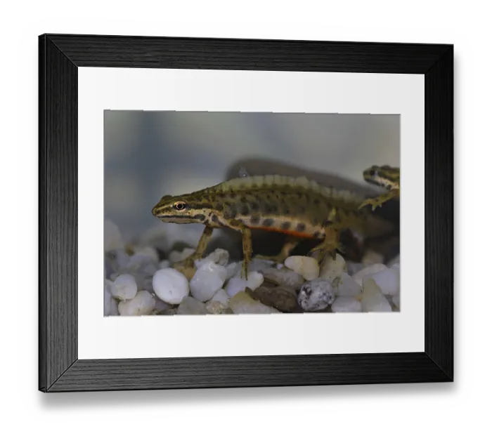 Framed Print : Pond newt, male, Lissotriton vulgaris