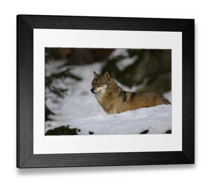 Framed Print : Wolf, Canis lupus, gray wolf Framed Print : Wolf, Canis lupus, gray wolf