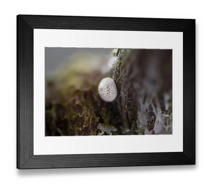 Framed Print : Kidney Spotted Fritillary, egg