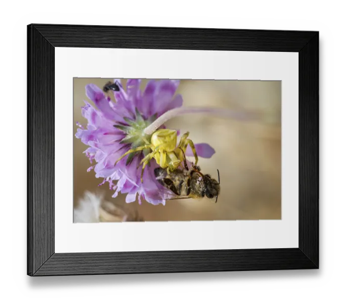 Framed Print : Crab spider, Thomisidae, crab spider Framed Print : Crab spider, Thomisidae, crab spider