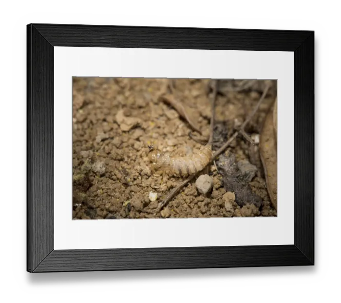 Framed Print : Pupa shell of a pied flycatcher