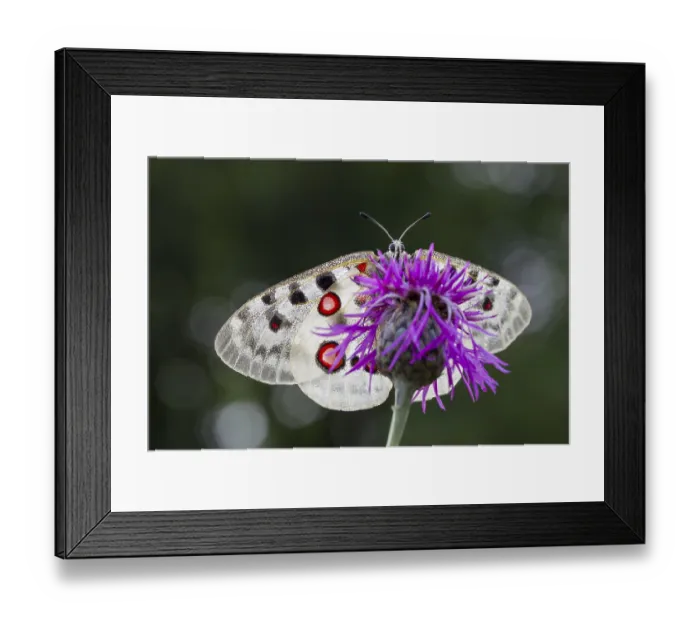 Framed Print : Apollo butterfly, Parnassius apollo Framed Print : Apollo butterfly, Parnassius apollo
