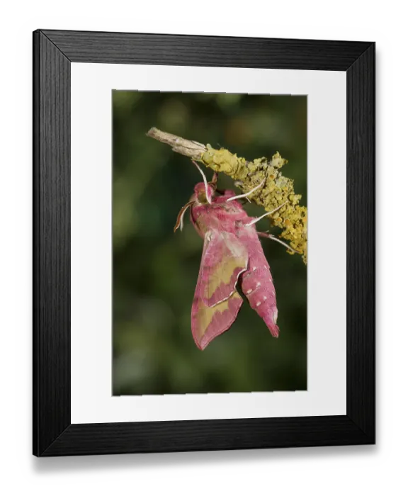 Framed Print : Small elephant hawk-moth Deilephila porcellus Framed Print : Small elephant hawk-moth Deilephila porcellus