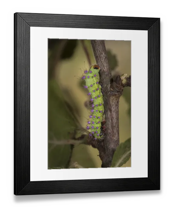 Framed Print : Saturnia pyri, giant peacock moth, caterpillar