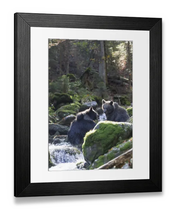 Framed Print : Brown bear, Ursus arctos, brown bear