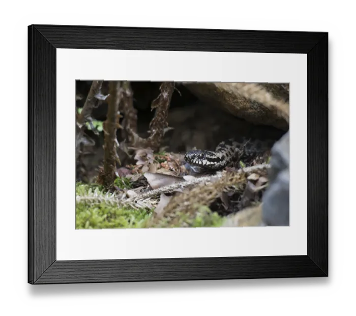 Framed Print : Adder, Vipera berus, common European adder