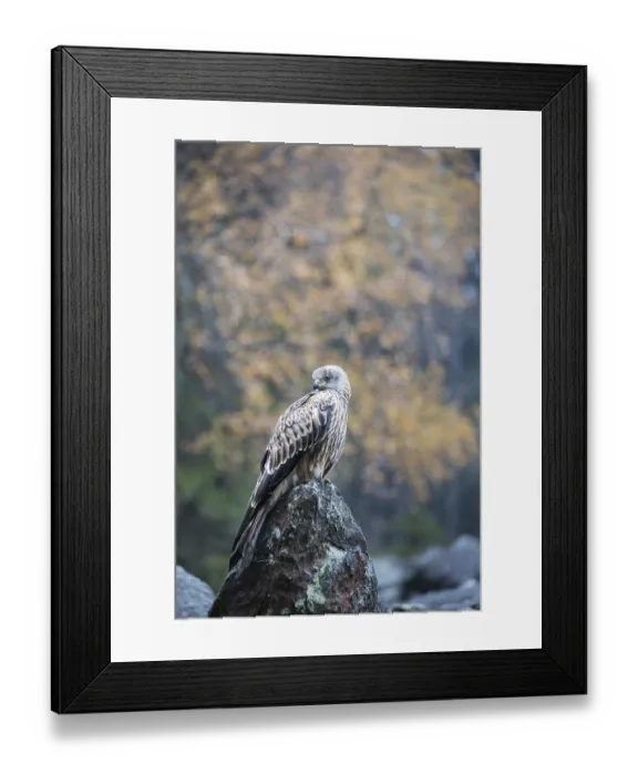Framed Print : Rotmilan, red kite, Milvus milvus