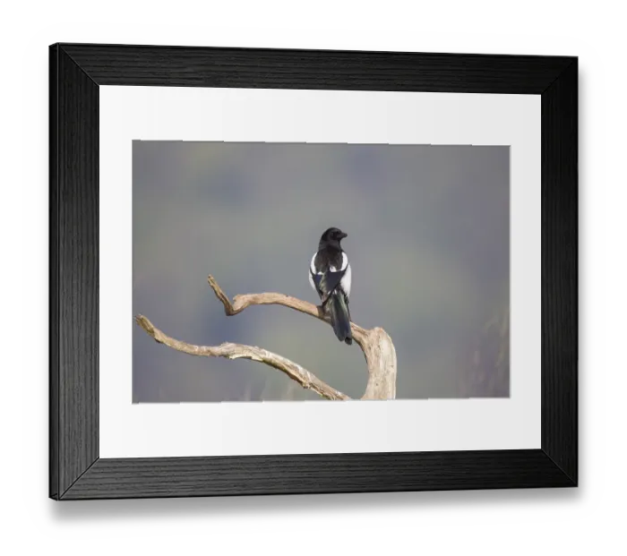 Framed Print : Elster, Pica pica, Eurasian magpie