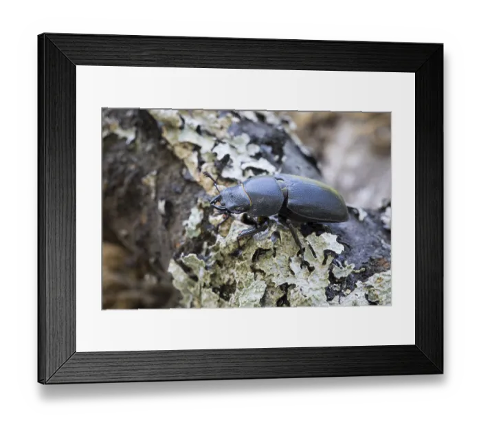 Framed Print : Balkenschroeter, lesser stag beetle Framed Print : Balkenschroeter, lesser stag beetle
