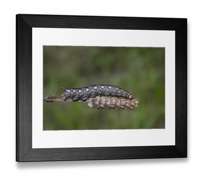 Framed Print : Bedstraw hawk-moth, Hyles gallii Framed Print : Bedstraw hawk-moth, Hyles gallii