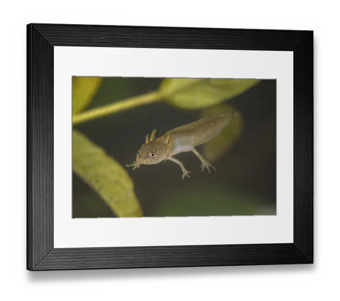 Framed Print : Pond newt larva, Lissotriton vulgaris, smooth newt
