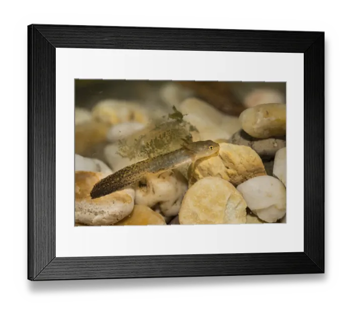 Framed Print : Pond newt larva, Lissotriton vulgaris, smooth newt