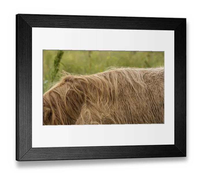 Framed Print : Long back hair of highland cattle Framed Print : Long back hair of highland cattle