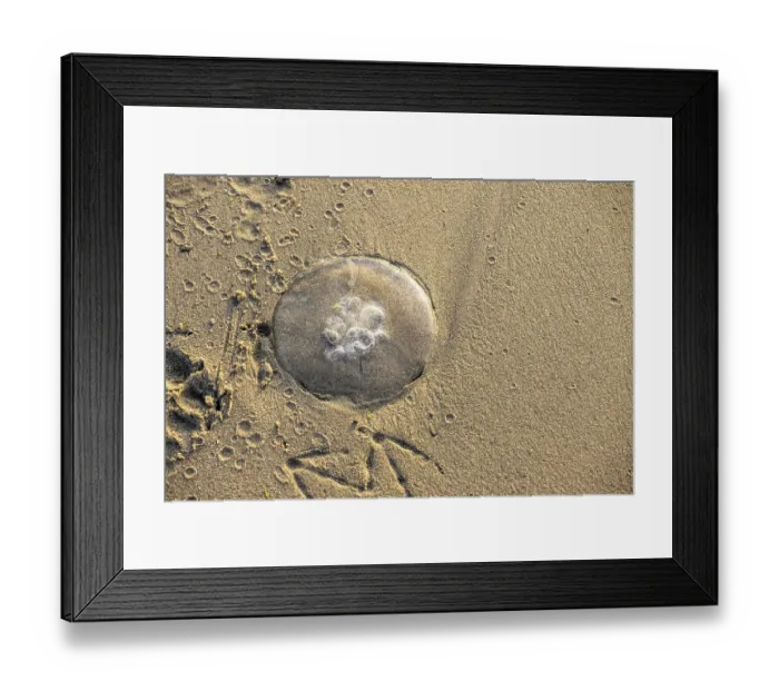 Framed Print : Jellyfish stranded on a sandy beach at sunset