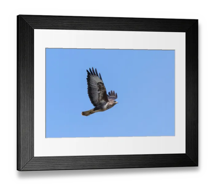 Framed Print : Flying buzzard with outstretched wings against a blue sky