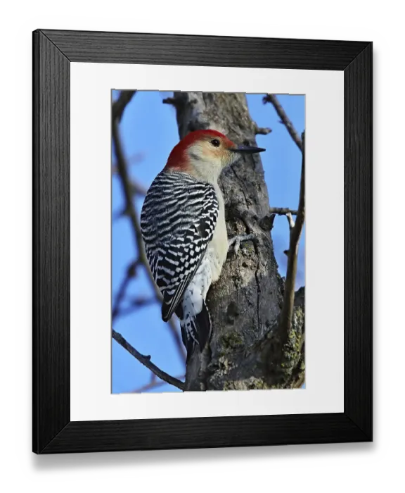 Framed Print : The red-bellied woodpecker (Melanerpes carolinus) Framed Print : The red-bellied woodpecker (Melanerpes carolinus)