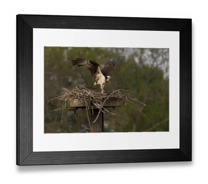 Framed Print : Western osprey (Pandion haliaetus) ? also called sea hawk
